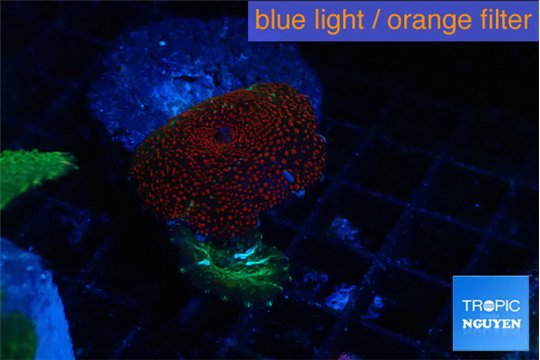Discosoma red blue line 1 polyp WYSIWYG acclimaté