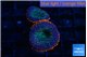 Rhodactis flash burn 2 polyps WYSIWYG acclimaté