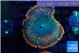Rhodactis alpha 4-6 cm WYSIWYG acclimaté