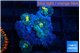 Rhodactis golden flash 3 polyps WYSIWYG acclimaté