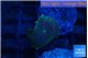 Rhodactis black & gold spot 1 polyp WYSIWYG acclimaté