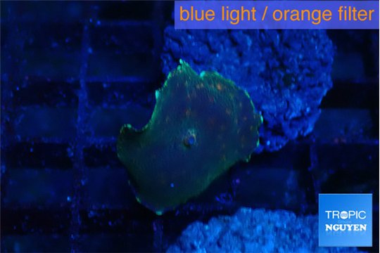 Rhodactis black & gold spot 1 polyp WYSIWYG acclimaté