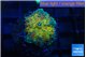 Ricordea yuma Goliath rainbow 1 polyp WYSIWYG acclimaté