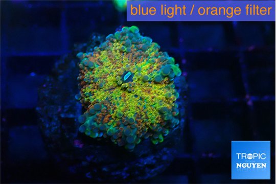 Ricordea yuma Goliath rainbow 1 polyp WYSIWYG acclimaté