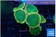 Discosoma green apple 5 polyps WYSIWYG acclimaté
