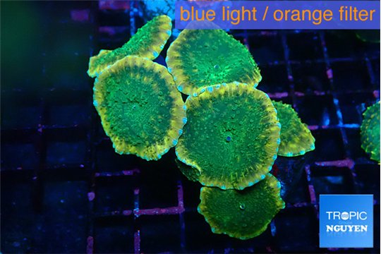 Discosoma green apple 5 polyps WYSIWYG acclimaté