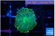 Rhodactis green gold 1 polyp WYSIWYG acclimaté