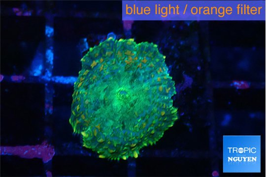 Rhodactis green gold 1 polyp WYSIWYG acclimaté
