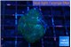 Rhodactis black & gold spot 3 polyps WYSIWYG acclimaté