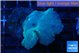 Discosoma deep blue avatar 1 polyp WYSIWYG acclimaté