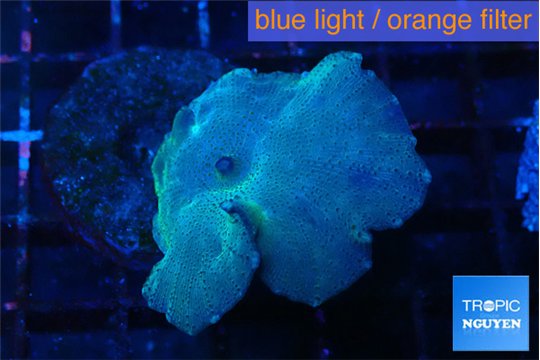 Discosoma deep blue avatar 1 polyp WYSIWYG acclimaté