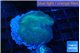 Discosoma deep blue avatar 1 polyp WYSIWYG acclimaté