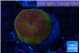 Discosoma fire flash 1 polyp WYSIWYG acclimaté