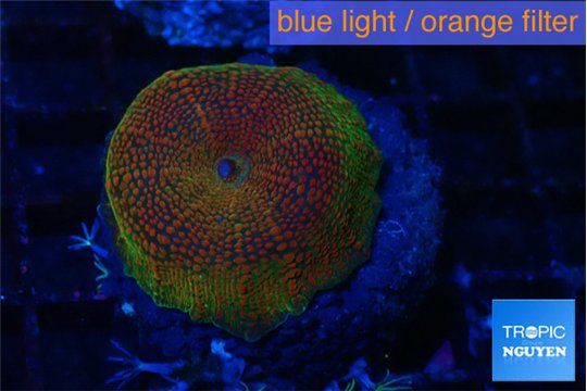Discosoma fire flash 1 polyp WYSIWYG acclimaté