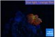 Rhodactis magma small polyp 1 polyp WYSIWYG acclimaté