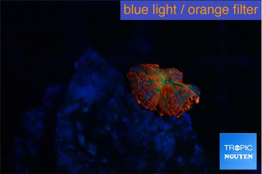 Rhodactis magma small polyp 1 polyp WYSIWYG acclimaté