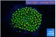 Ricordea floridae green golden 1 polyp WYSIWYG acclimaté