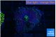 Ricordea yuma purple gold 1 polyp WYSIWYG acclimaté