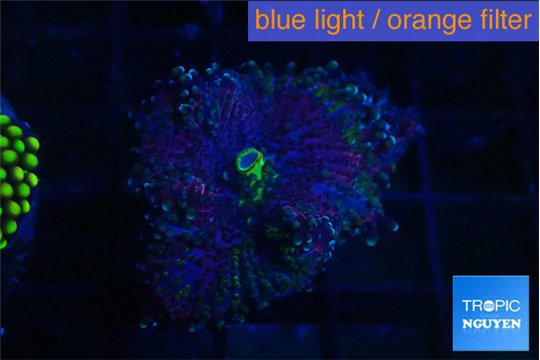Ricordea yuma purple gold 1 polyp WYSIWYG acclimaté