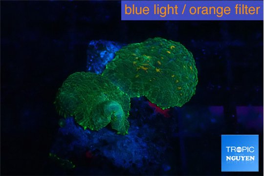 Rhodactis green gold 2 polyps WYSIWYG acclimaté