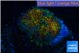 Ricordea yuma Goliath rainbow 1 polyp WYSIWYG acclimaté