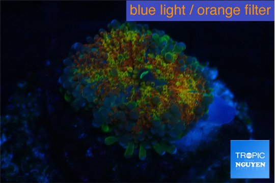 Ricordea yuma Goliath rainbow 1 polyp WYSIWYG acclimaté