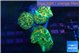 Discosoma gold dust 3 polyps WYSIWYG acclimaté