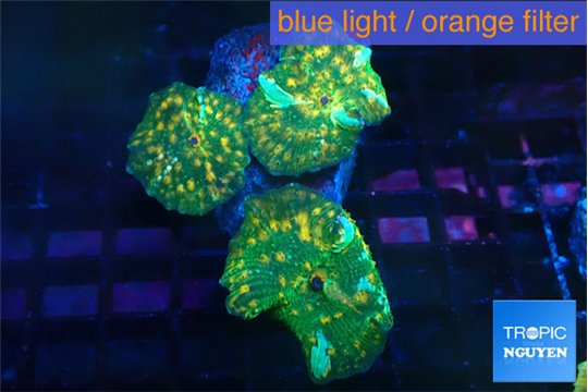 Discosoma gold dust 3 polyps WYSIWYG acclimaté