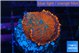 Rhodactis magma 2 polyps WYSIWYG acclimaté