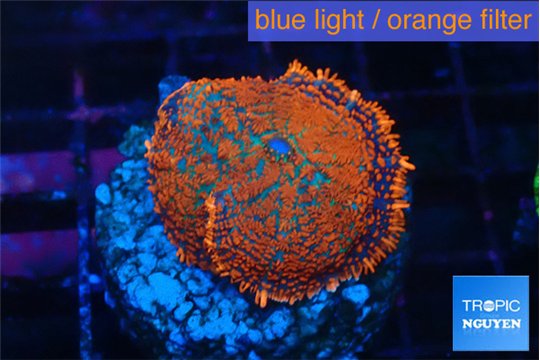 Rhodactis magma 2 polyps WYSIWYG acclimaté