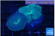 Discosoma deep blue avatar 2 polyps WYSIWYG acclimaté