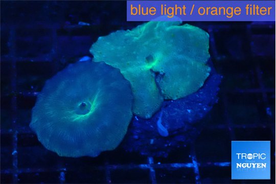 Discosoma deep blue avatar 2 polyps WYSIWYG acclimaté
