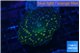 Discosoma watermelon 1 polyp WYSIWYG acclimaté