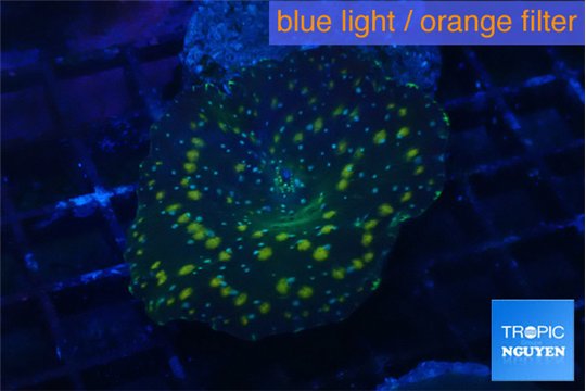 Discosoma watermelon 1 polyp WYSIWYG acclimaté