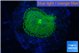 Ricordea floridae green golden 1 polyp WYSIWYG acclimaté