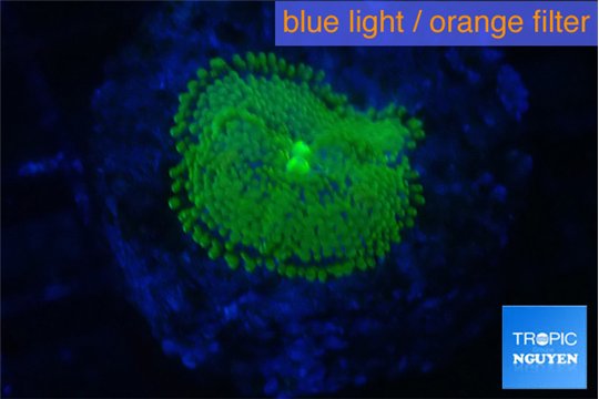 Ricordea floridae green golden 1 polyp WYSIWYG acclimaté