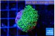 Galaxea neon green 2-3 cm WYSIWYG acclimaté