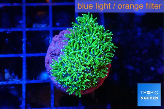 Galaxea neon green 2-3 cm WYSIWYG acclimaté
