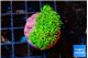 Galaxea neon green 2-3 cm WYSIWYG acclimaté