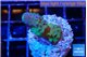 Acropora gemmifera green & golden polyps Fijii 2-3 cm WYSIWYG acclimaté