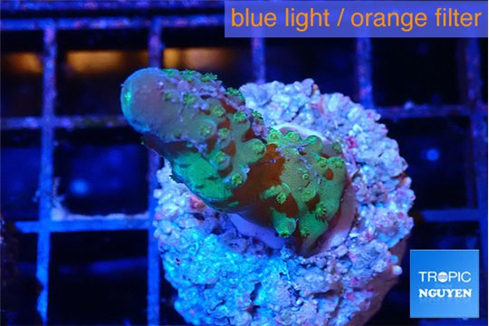 Acropora gemmifera green & golden polyps Fijii 2-3 cm WYSIWYG acclimaté
