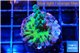 Acropora green purple 2-3 cm WYSIWYG acclimaté