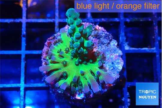 Acropora green purple 2-3 cm WYSIWYG acclimaté