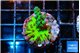 Acropora green purple 2-3 cm WYSIWYG acclimaté