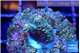 Acropora millepora mango 1-2 cm WYSIWYG acclimaté