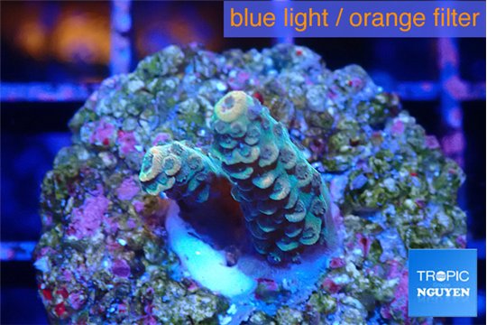 Acropora millepora mango 1-2 cm WYSIWYG acclimaté