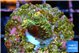 Acropora millepora mango 1-2 cm WYSIWYG acclimaté