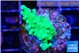 Acropora green Fijii 2-3 cm WYSIWYG acclimaté