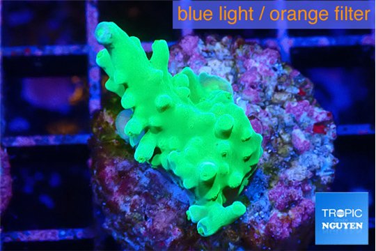 Acropora green Fijii 2-3 cm WYSIWYG acclimaté