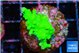 Acropora green Fijii 2-3 cm WYSIWYG acclimaté